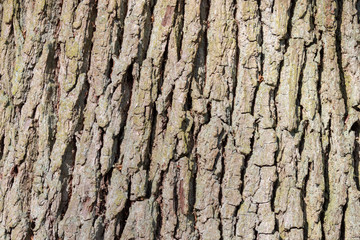 Close up of the bark of an oak tree
