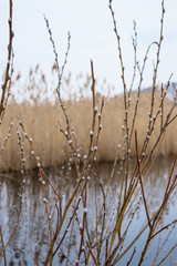 Branches of willow blossomed on the river bank for the Easter holiday.