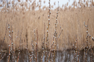 Obraz premium Beautiful fluffy willow twigs bloomed in early spring in April against the backdrop of water.