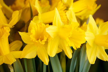 Obraz premium daffodils in the garden