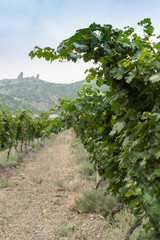 Fototapeta na wymiar Green rows of a vineyard in hot summer