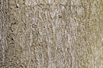 close up of the bark of a beech tree