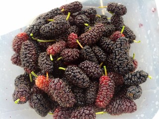 pile of berries