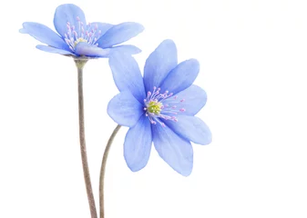 Foto op Canvas blue flower isolated © ksena32