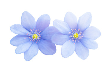 Fototapeta na wymiar blue flower isolated