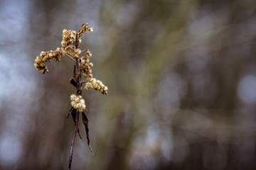 Leśne badyle © andsko