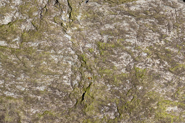 Close up of the surface of a rock with moss in the nature