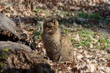 Naklejka na ściany i meble Wildcat sitting on the ground in autumn