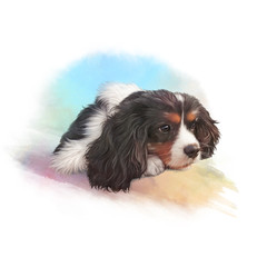 Tricolor Cavalier King Charles Spaniel. Illustration of a lap dog. Cute puppy on the watercolor background. Animal collection: Dogs. Art background for design. Good for T-shirt, banner, pillow, card