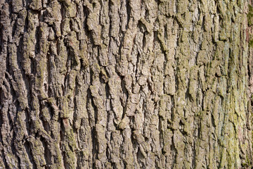 bark of a tree