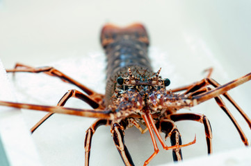 Langosta roja viva 05