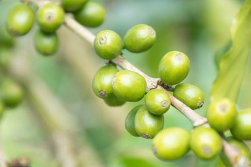 Coffee bean in coffee tree plantation.Fresh green and red berry of coffee in organic farm.