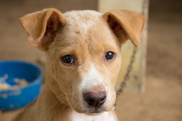 Dog Chained from waiting to eat food from their owners