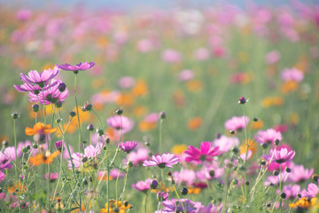 Pink and yellow cosmos flower field background.Beautiful cosmos flower natural garden in countryside.Flower field in summer concept.