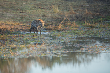 Inquisitive young hyaena in the golden glow of early morning light