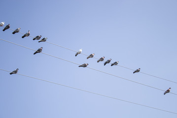 Pigeons sit on the wires against the blue sky.