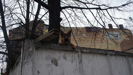 angry dog screaming loudly from fence fence