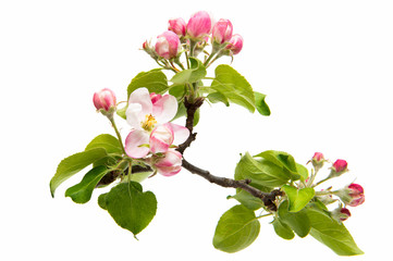 beautiful flowers of apple tree isolated