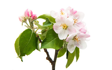 Obraz premium beautiful flowers of apple tree isolated