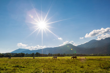 Beautiful summer landscape with horses on foreground