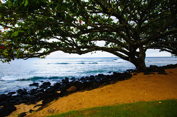 Beautiful Tropical photos Silhouetted tree