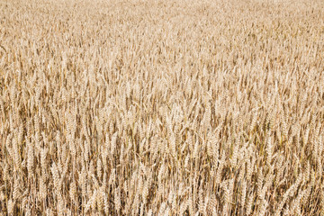 Texture of wheat field