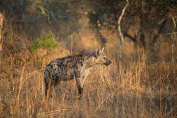 Naklejka na ściany i meble Inquisitive young hyaena in the golden glow of early morning light