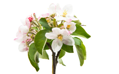 beautiful flowers of apple tree isolated