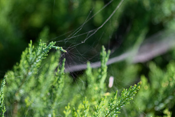 Close-up shot of fir branches covered with spider web