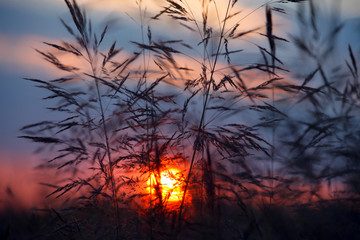 sunset behind the grass in the field in summer