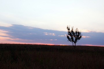 sunset in the field and the tree in summer