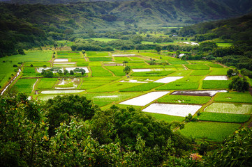 Beautiful Tropical farming landscape