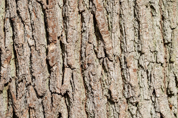 tree bark in the forest