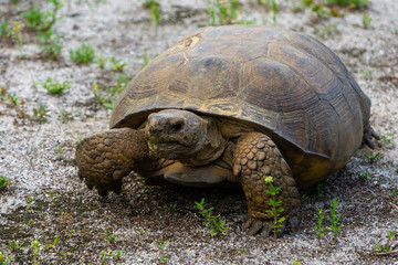 Gopher Tortoise (Gopherus polyphemus) at Hypoluxo Scrub Natural Area in Hypoluxo, Florida, Palm Beach County, USA