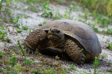 Gopher Tortoise (Gopherus polyphemus) at Hypoluxo Scrub Natural Area in Hypoluxo, Florida, Palm Beach County, USA