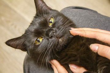 Frightened black cat with frightened eyes looks at me