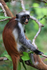 Red Colobus Monkey