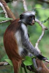 funny red colobus monkey in forest
