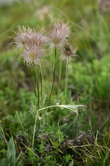 Eco conscious concept. Rare vanishing plant from the Red Book of blooms on a background of green grass