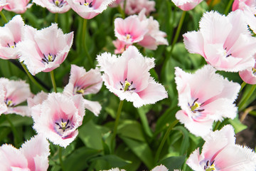beautiful dutch tulips blooming in spring