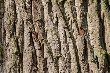 bark of a tree