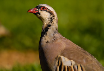 Chukar with Curious Expression in Kodachrome Basin State Park in Utah.