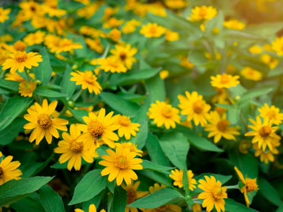 dramatic close up beautiful Little Yellow Star flower (Melampodium divaricatum) on green garden background