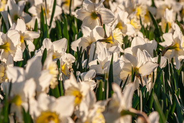 Wei&szlig;-gelbe Narzissen im morgendlich-fr&uuml;hlingshaften Sonnenlicht zeigen ihre ganze Pracht