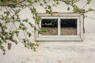 Old window on the white wall of the barn. A blooming apple tree on the background of a hand-plastered wall.