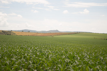 soy field