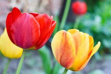 Close-up photo of beautiful red & yellow bloomed tulips. Floral, spring concept
