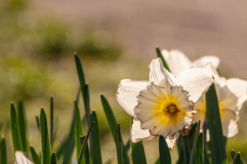 Weiß-gelbe Narzissen im morgendlich-frühlingshaften Sonnenlicht zeigen ihre ganze Pracht