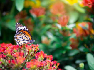 close up beautiful orange butterfly Common Tiger (Danaus genutia) on red flower with green garden background
