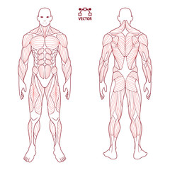 human body anatomy male man , front and back muscular system of muscles . flat medical scheme poster of training healthcare gym , vector illustration